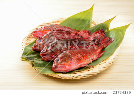 Scorpion fish 23724389