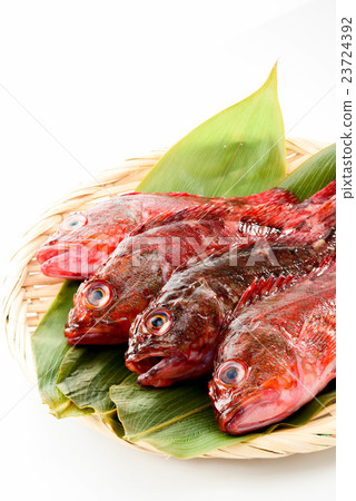 蝎子魚 蝎子魚 23724392