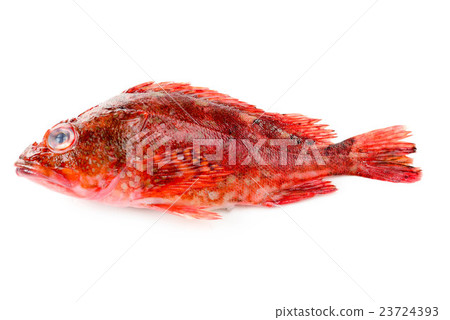 蝎子魚 蝎子魚 23724393