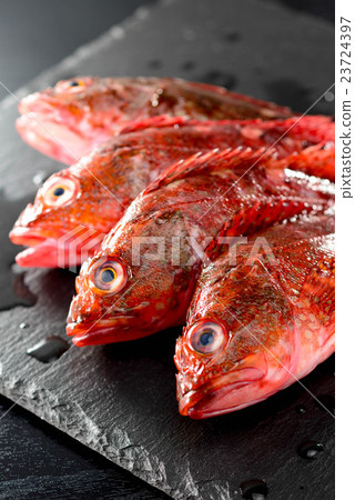 蝎子魚 蝎子魚 23724397