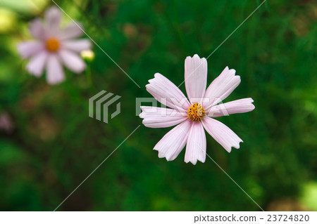 Mexican Aster pink flower or Garden Cosmos 23724820