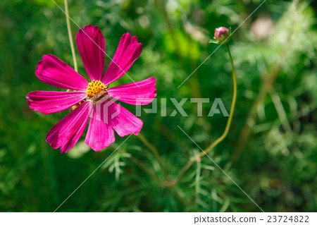 Mexican Aster pink flower or Garden Cosmos 23724822