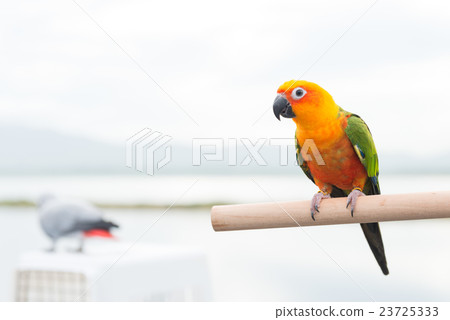 green parrot lovebird green parrot lovebird 23725333