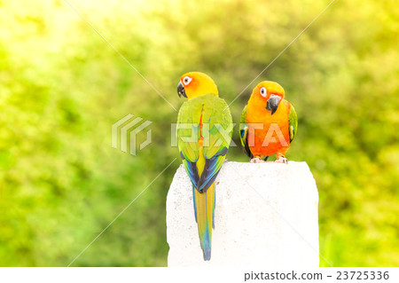 green parrot lovebird 23725336