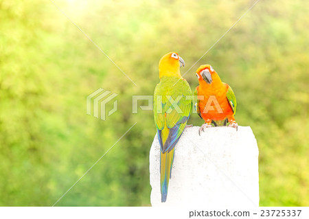 green parrot lovebird 23725337