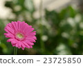 雛菊 23725850
