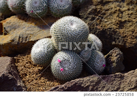 Shirakamaru Maru 23725858