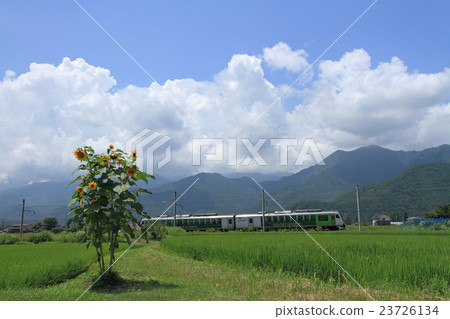 Ozo line's summer Ozo line's summer 23726134