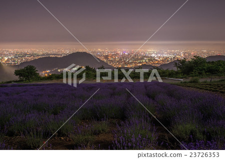 Moonlight lavender 23726353