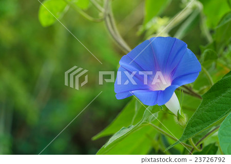 Morning glory (Asagao) Morning glory (Asagao) 23726792