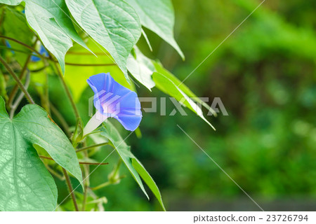 牽牛花（Asagao） 23726794