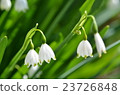 Snowflake 23726848
