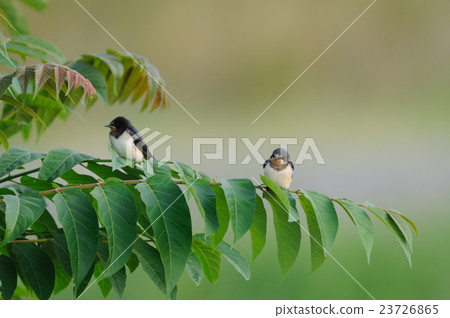 Swallow  23726865