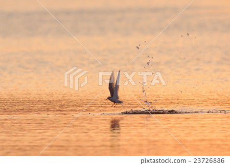 Cordias diving Cordias diving 23726886