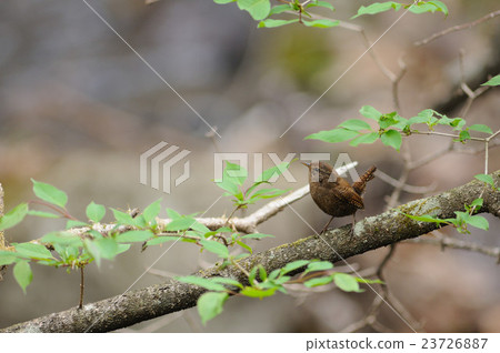 Misazaai Misazaai 23726887