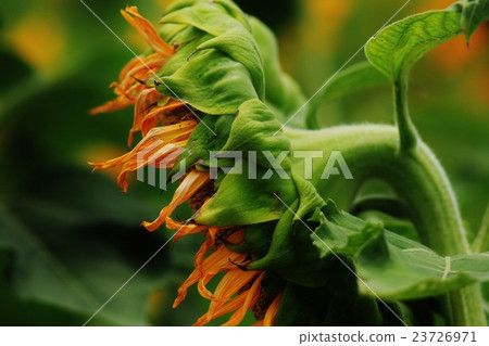 Sunflower sunflower 23726971