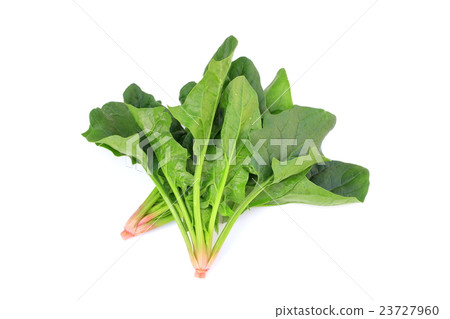 spinach  23727960