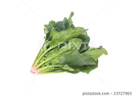 spinach  23727963