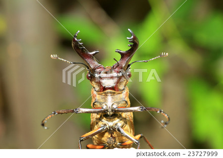 Miyamakuwagata Miyamakuwagata 23727999