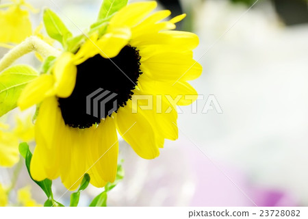 向日葵 向日葵 23728082