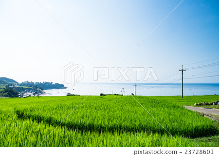 Saddo's rice terrace summer 23728601