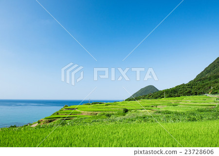 Saddo's rice terrace summer Saddo's rice terrace summer 23728606