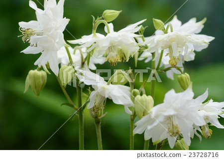 西方oedamaki青蘋果 23728716