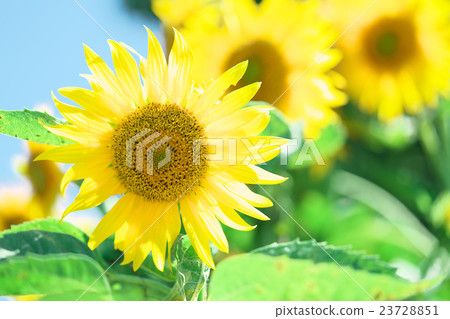 Sunflower 23728851