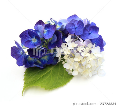 hydrangea hydrangea 23728884