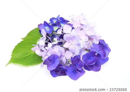hydrangea hydrangea 23728888