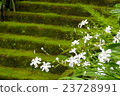 Moss stairs and shaga 23728991
