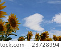Sunflowers and heart clouds 23728994
