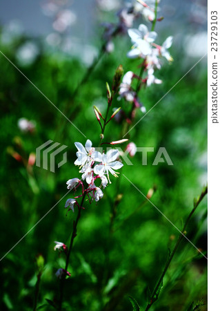 天鵝之花 天鵝之花 23729103