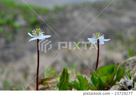 Koshi Ouren 23729277