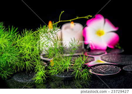 beautiful spa concept of green branch Asparagus  23729427