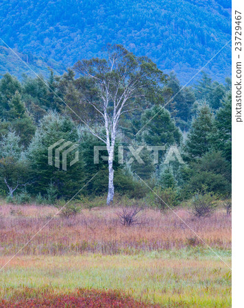 早秋的秋葉 23729467