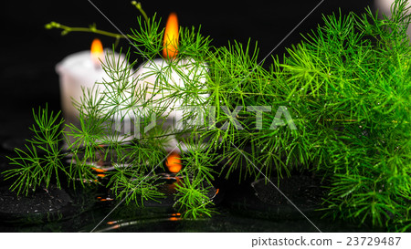 beautiful spa concept of green branch Asparagus beautiful spa concept of green branch Asparagus 23729487