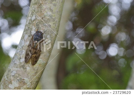 Brown cicada Brown cicada 23729620