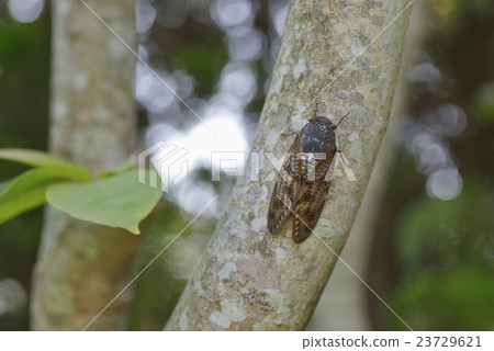 阿巴扎米 23729621