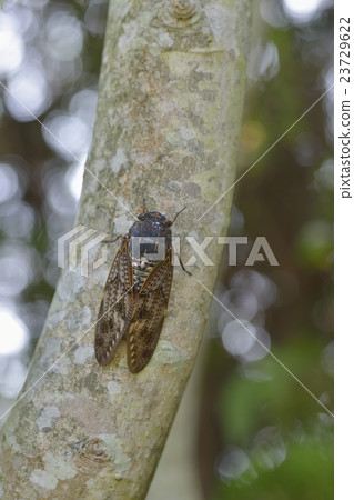 Brown cicada 23729622