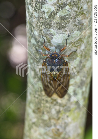 阿巴扎米 阿巴扎米 23729659