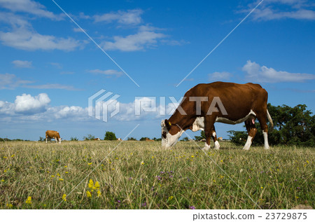 Grazing cattle in a great plain grassland 23729875