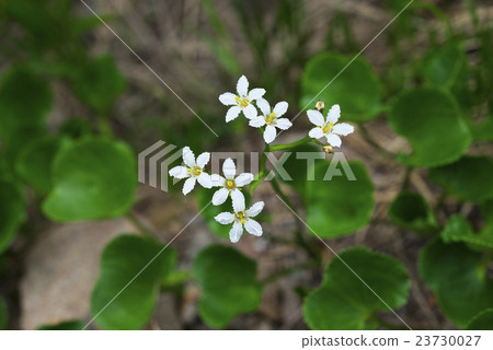 Nephrophyllidium 23730027