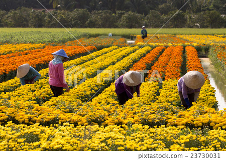 VietNam woman with conical hat harvesting flower 23730031