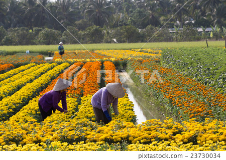 VietNam woman with conical hat harvesting flower 23730034