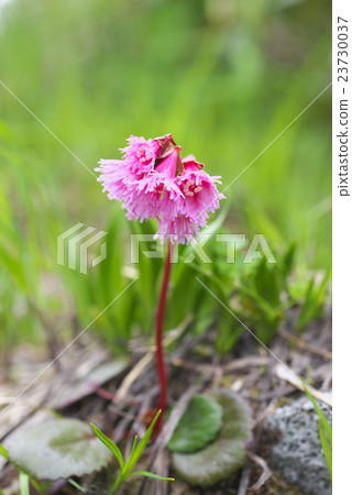 Coffee pencil Coffee pencil 23730037