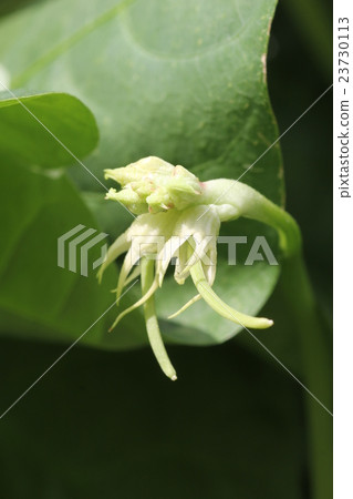 16 sacrifices (after flowers) Growing of beans 23730113
