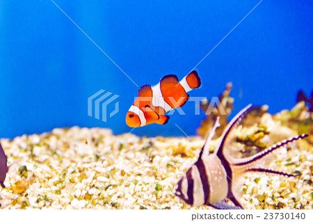 Photo of clown fish in zoo Photo of clown fish in zoo 23730140