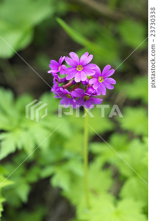 Pearl oyster Pearl oyster 23730338