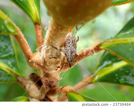 Rabbit bug Rabbit bug 23730484